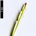SpeciesSub: var. reptans ‘Cascading’